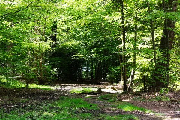 Caminata por el campo con sendero serpenteando entre árboles — Foto de Stock
