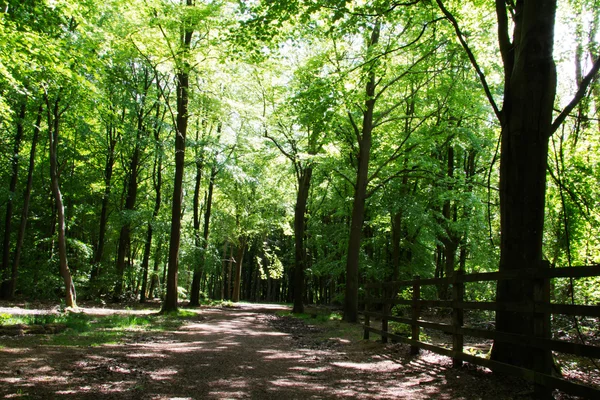 Caminata por el campo con sendero serpenteando entre árboles —  Fotos de Stock