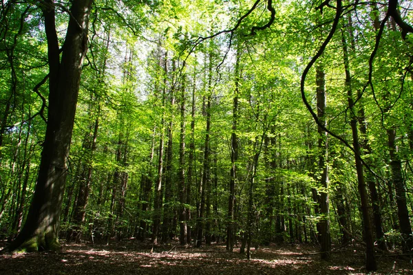 Olhando através das árvores em uma madeira inglesa — Fotografia de Stock