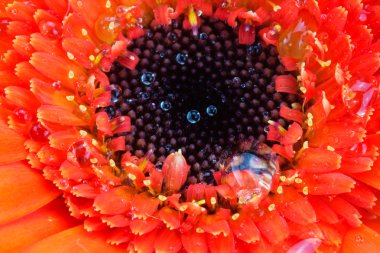 Bir portakal gerbera papatya yakın çekim