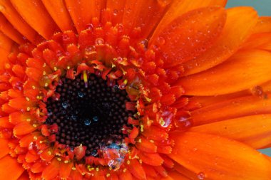 Bir portakal gerbera papatya yakın çekim