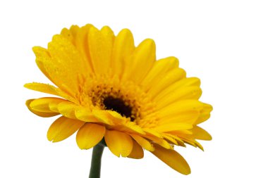 Sarı Gerbera papatya beyaz bir bckground karşı