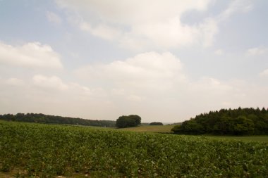 Buckinghamshire, İngiltere'de Chilterns manzara üzerinde göster