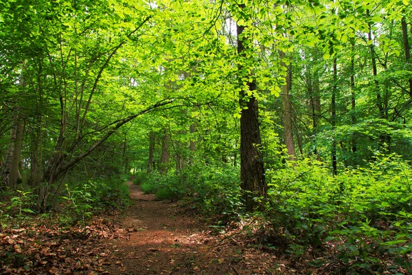 Camino del bosque inglés con el sol rompiendo las hojas — Foto de Stock