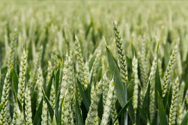 Close up van groene tarwe nog steeds groeiende — Stockfoto