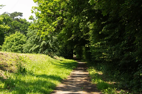 Gyalogút megy keresztül, a fák és a fű — Stock Fotó