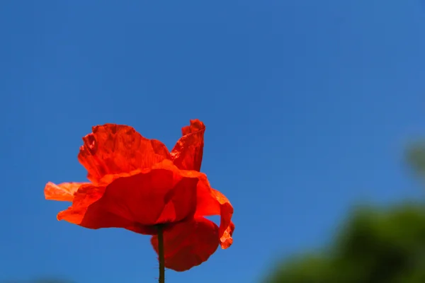 Papoila vermelha brilhante com um fundo desfocado — Fotografia de Stock