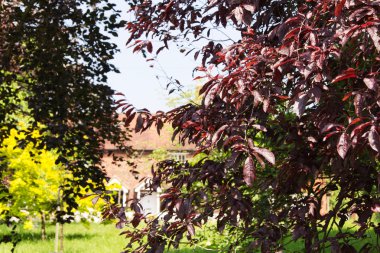 Güneş ışığında kırmızı ve yeşil yaprakları