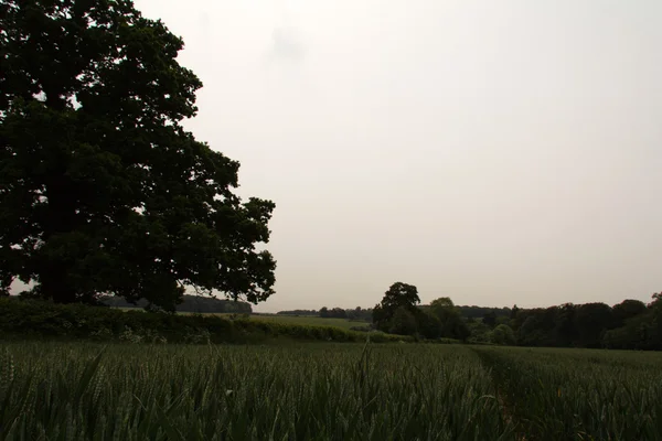 View over the English countryside in the Chilterns — Stock Photo, Image