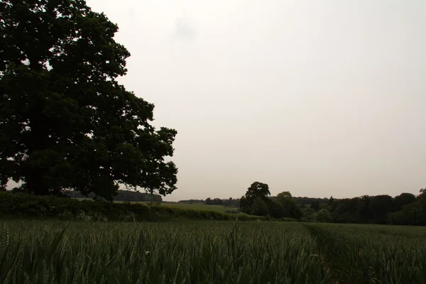 Uitzicht op het Engelse platteland in the Chilterns — Stockfoto