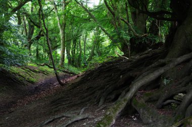 Yaz aylarında İngilizce ormanlık ağaç kökleri