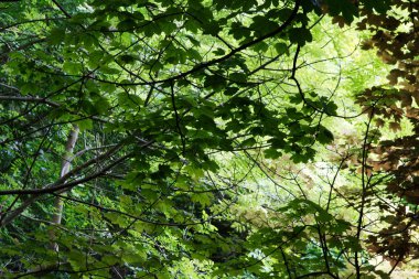 Yaz aylarında İngilizce woodland görüntülemek
