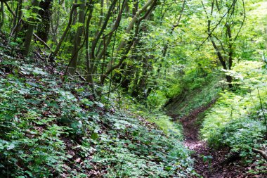 Yaz aylarında İngilizce woodland görüntülemek