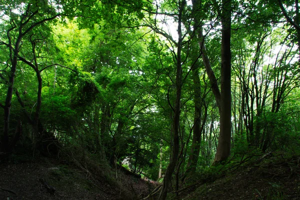 Ver a través de bosques ingleses en el verano — Foto de Stock