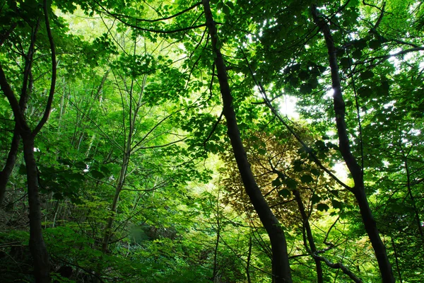 Ver a través de bosques ingleses en el verano — Foto de Stock