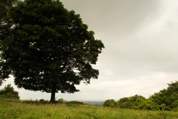 Widok drzewa w krajobraz Chiltern, Buckinghamshire — Zdjęcie stockowe