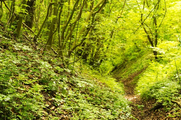 Yaz aylarında İngilizce woodland görüntülemek — Stok fotoğraf