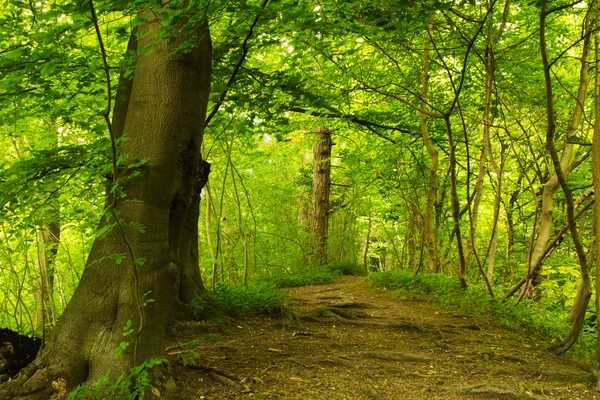 Ver a través de bosques ingleses en el verano — Foto de Stock