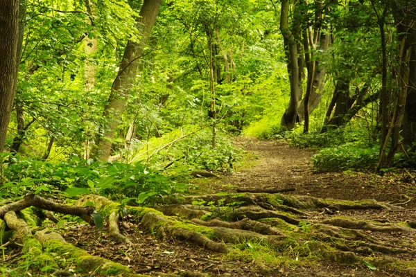 Vue à travers les bois anglais en été — Photo