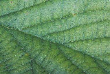 Yeşil yaprak viens ile yakın çekim