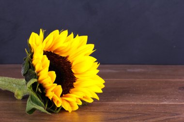 Rustik bir arka plan üzerinde sarı ayçiçeği