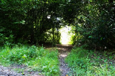 Her iki tarafta ağaçların çevrili yolu