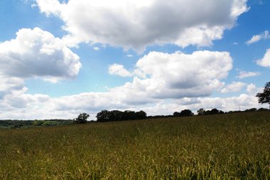 Bir alan Chilterns içinde büyüyen buğday