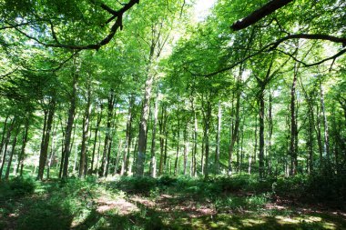 Yaz ışık yeşil yaprakları ile ormanda