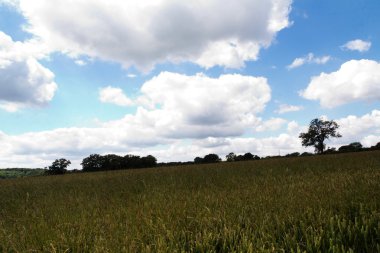 Bir alan Chilterns içinde büyüyen buğday