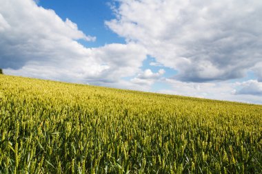 Bir alan Chilterns içinde büyüyen buğday