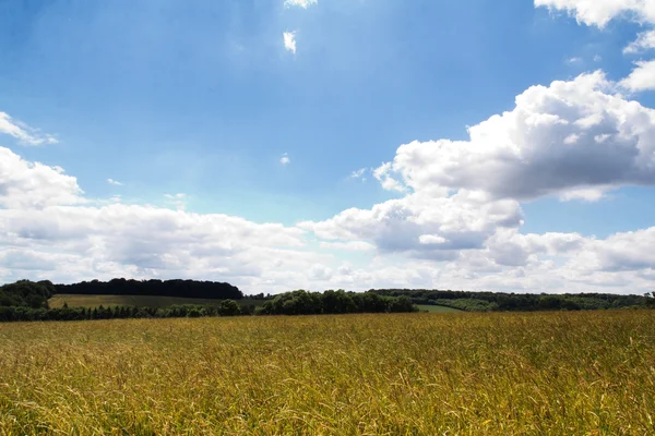 Trigo creciendo en un campo en los Chilterns — Foto de Stock