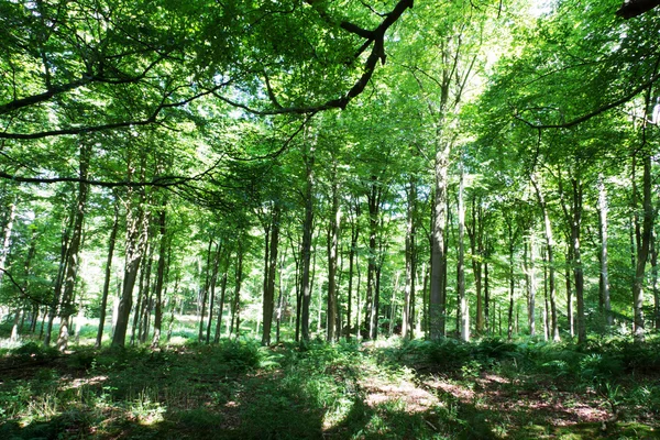 Bosques en verano con luz a través de hojas verdes — Foto de Stock