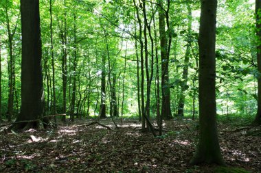 Yaz ışık yeşil yaprakları ile ormanda