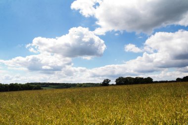 Bir alan Chilterns içinde büyüyen buğday
