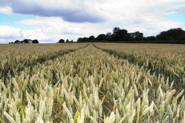 Buğday bir alan gidiş izleme 