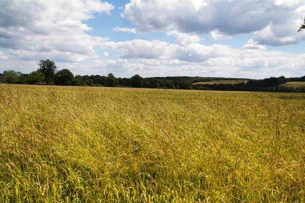 Trigo creciendo en un campo en los Chilterns — Foto de Stock