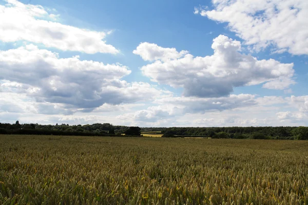 Wheat growing in a field in the Chilterns — Stock Photo, Image
