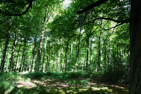 Bois en été avec lumière à travers les feuilles vertes — Photo