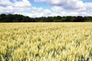 Bir alan Chilterns içinde büyüyen buğday