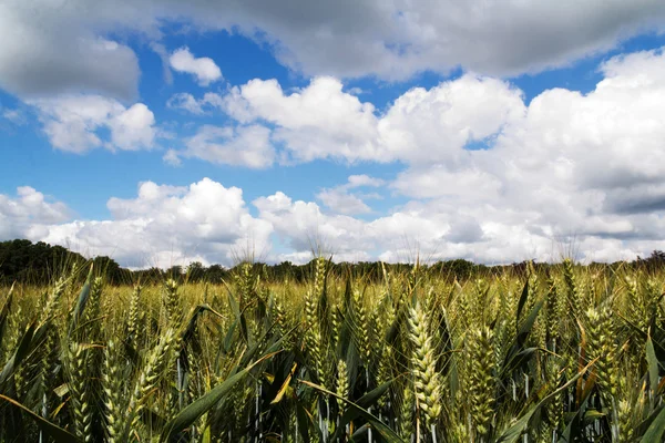 Trigo creciendo en un campo en los Chilterns — Foto de Stock