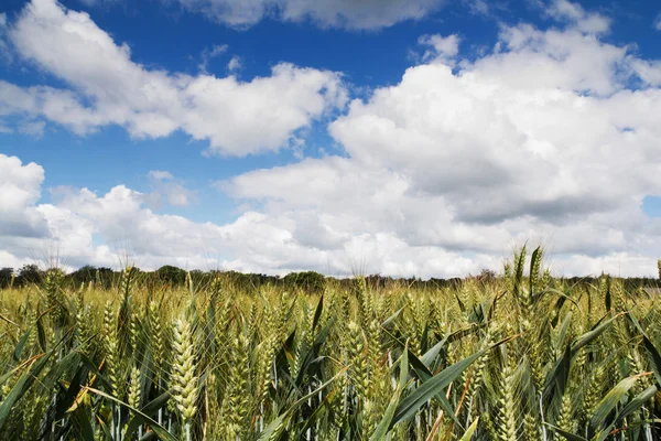 Trigo creciendo en un campo en los Chilterns —  Fotos de Stock