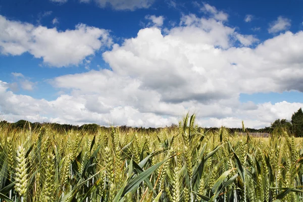 Trigo creciendo en un campo en los Chilterns —  Fotos de Stock