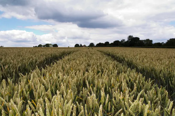 Pista atravesando un campo de trigo —  Fotos de Stock