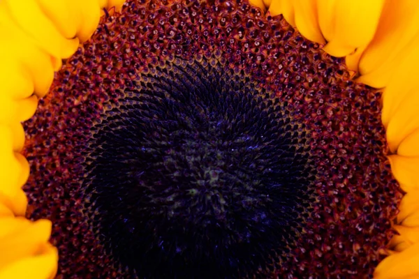 Жовтий соняшник на сільському тлі — стокове фото