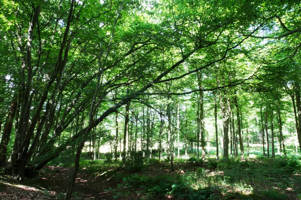 Bosques en verano con luz a través de hojas verdes — Foto de Stock