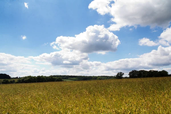 Pšenice, rostoucí v oblasti v oblasti the Chilterns — Stock fotografie