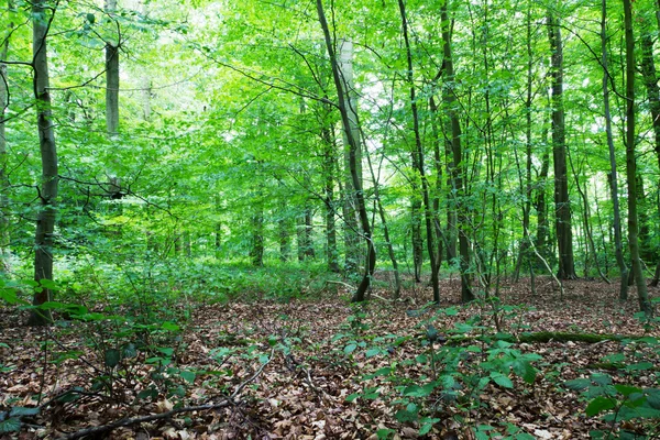 Bosques en verano con luz a través de hojas verdes — Foto de Stock