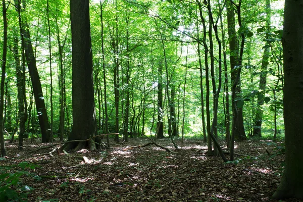 Bois en été avec lumière à travers les feuilles vertes — Photo