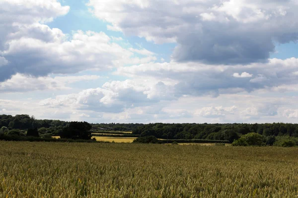 Пшениця, що ростуть в поле в на Chilterns — стокове фото