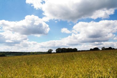 Bir alan Chilterns içinde büyüyen buğday